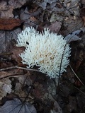 Ramariopsis kunzei image