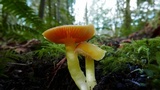 Hygrocybe aurantiosplendens image