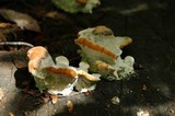 Fomitopsis spraguei image