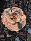 Laetiporus cincinnatus image