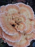 Laetiporus cincinnatus image