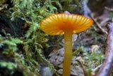 Humidicutis marginata var. olivacea image