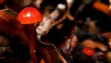 Hygrocybe insipida image