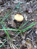 Lactarius volemus image