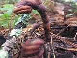 Ganoderma curtisii image
