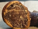 Ganoderma curtisii image