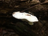 Tyromyces chioneus image