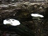 Tyromyces chioneus image
