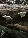 Tyromyces chioneus image