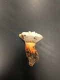 Hydnellum aurantiacum image