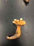 Hydnellum aurantiacum image
