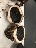 Scleroderma polyrhizum image