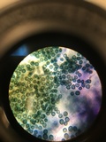 Scleroderma polyrhizum image