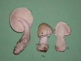 Amanita pachycolea image