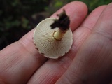 Pholiota polychroa image