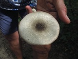 Agaricus leptocaulis image