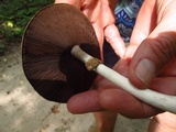 Agaricus leptocaulis image