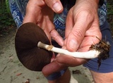 Agaricus leptocaulis image