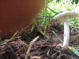 Amanita sect. Vaginatae image