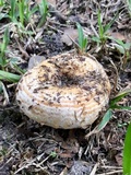 Lactarius psammicola image