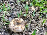 Lactarius psammicola image