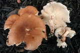 Gymnopus luxurians image