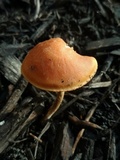 Agrocybe arvalis image