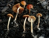 Agrocybe arvalis image