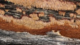 Hydnoporia olivacea image