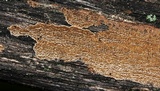 Hydnoporia olivacea image