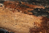 Hydnoporia olivacea image