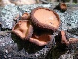 Galiella rufa image