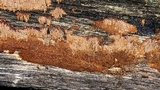 Hydnoporia olivacea image