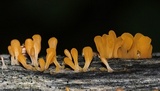 Dacryopinax spathularia image