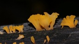 Dacryopinax spathularia image