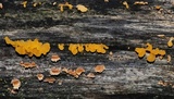 Dacryopinax spathularia image