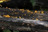 Dacryopinax spathularia image