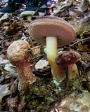 Hypomyces hyalinus image