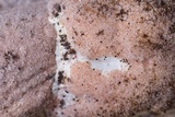 Hypomyces hyalinus image