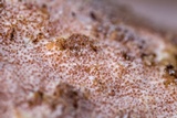 Hypomyces hyalinus image