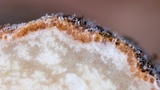 Hypomyces hyalinus image