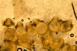 Hypomyces hyalinus image