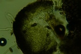Camarosporidiella elongata image