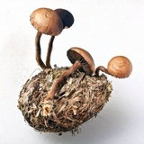 Psilocybe coprophila image