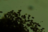 Camarosporidiella elongata image