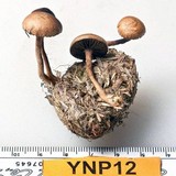 Psilocybe coprophila image