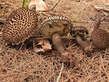 Image of Strobilomyces foveatus