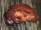Fomitopsis cajanderi image
