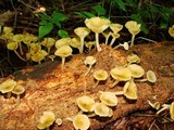 Chrysomphalina strombodes image
