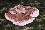 Fomitopsis cajanderi image